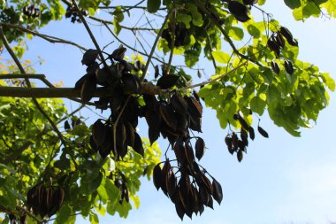 Mavi bir gökyüzünün arka planında bir bahar ağacının pembe çiçeği.