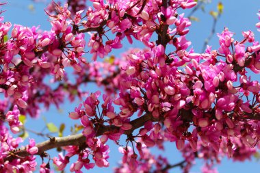 İlkbaharda pembe çiçeklerle çiçek açan ağaç, mavi bir gökyüzünün arka planında bir bahar ağacının pembe çiçeği 