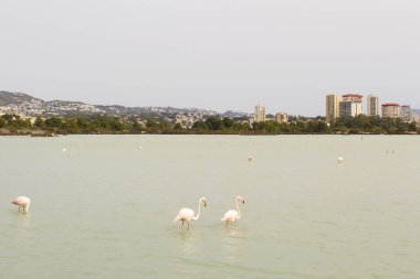 İspanya 'nın Calpe şehrindeki gölde flamingolar