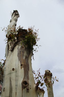 Eski bir ağaçta taze filizler.