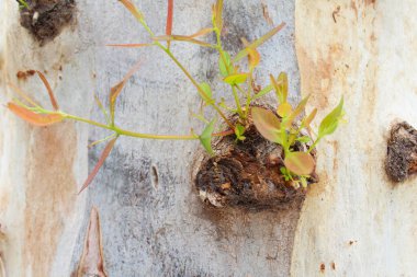 Eski bir ağaçta taze filizler.
