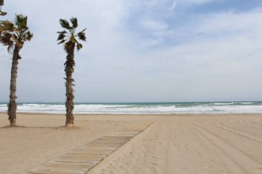 Palmiye ağacı plajı