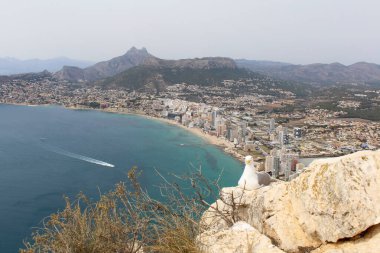  Kayalıklarda martı, deniz manzarası ve Calpe İspanya şehri ve ön planda bir martı.