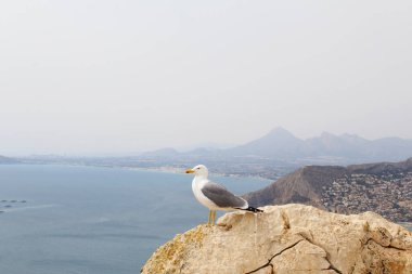 Kayalıklarda martı, denizde martı.