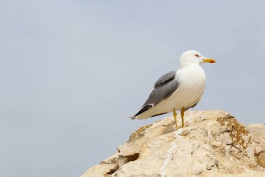 Kayalıklarda martı, denizde martı.