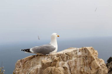 Kayalıklarda martı, denizde martı.