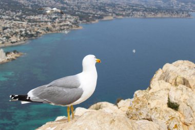Denizde martı, kayalıklarda martı, deniz manzarası ve Calpe İspanya ve ön planda bir martı.