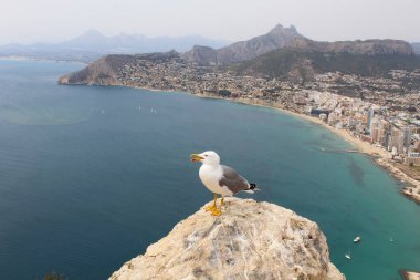 Denizde martı, kayalıklarda martı, deniz manzarası ve Calpe İspanya ve ön planda bir martı.