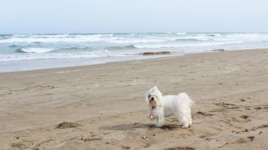 Kumsaldaki köpek. Deniz, hayvan, köpek kumsalda oynuyor.