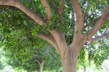 Büyük yapraklı büyük yeşil ağaç.
