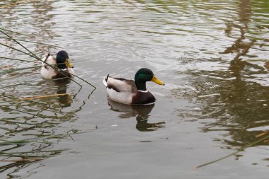 Ördekler gölde yüzüyor..