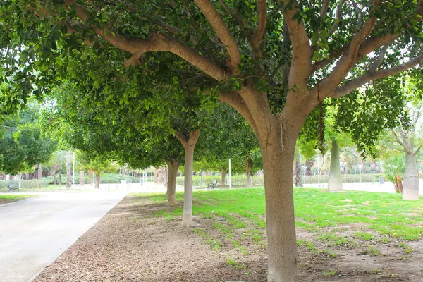 美丽的公园 绿树成荫 — 图库照片