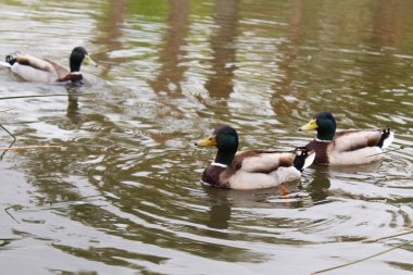 Ördekler gölde yüzüyor.