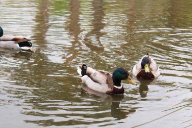 Ördekler gölette yüzüyor.