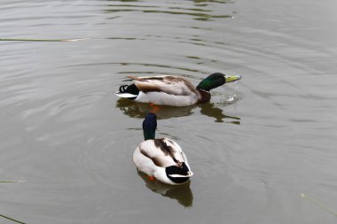 İki ördek gölette yüzüyor.