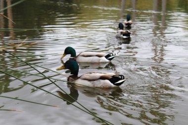 Ördekler gölette yüzüyor.