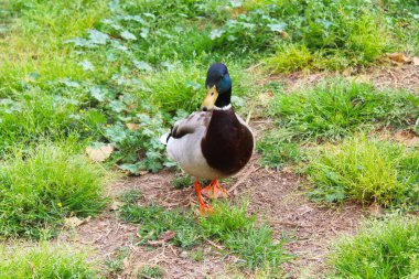Parktaki güzel kuş, parktaki ördek 