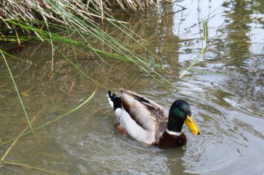 Yeşilbaş ördek gölet
