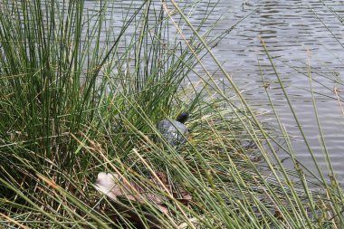 Göletteki çimlerin üzerinde kaplumbağa.