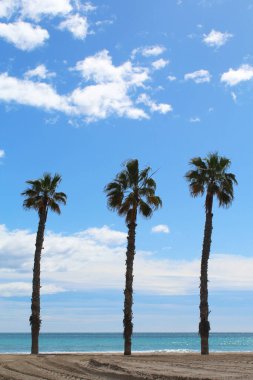 Sahilde palmiye ağaçları