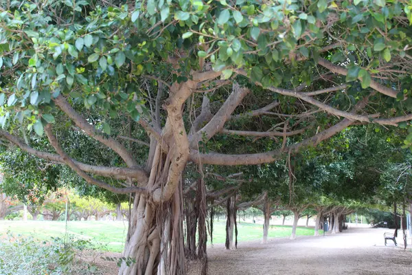 西班牙一个公园里美丽的奇异树木 — 图库照片