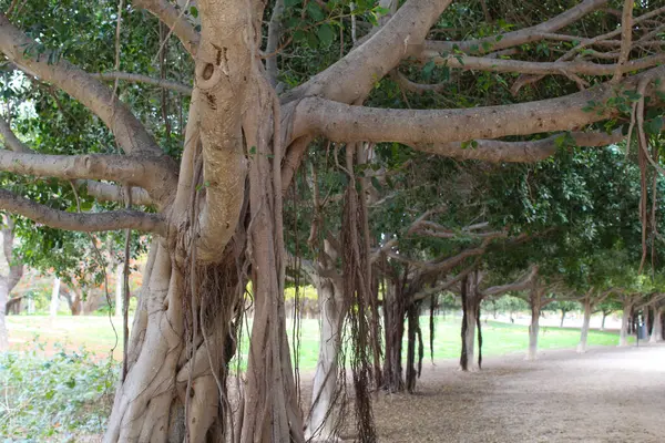 西班牙一个公园里美丽的奇异树木 — 图库照片