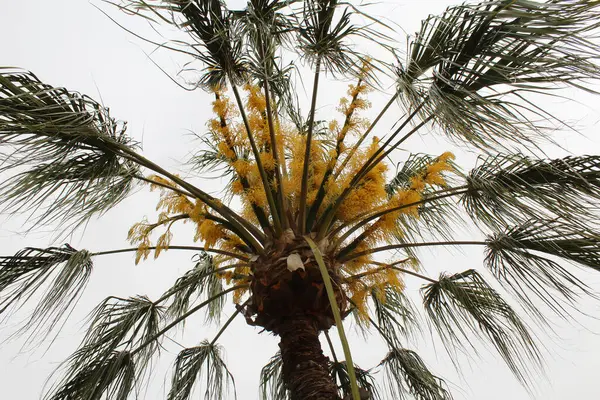 Palmeira Com Folhas Amarelas — Fotografia de Stock