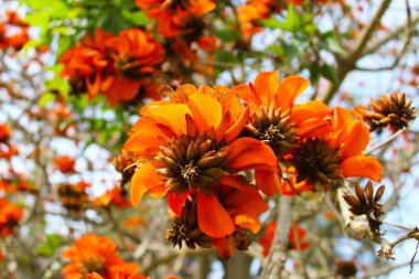 Bahçedeki güzel çiçekler