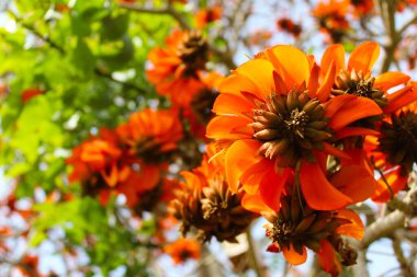 Güzel çiçekler, çiçek konsepti