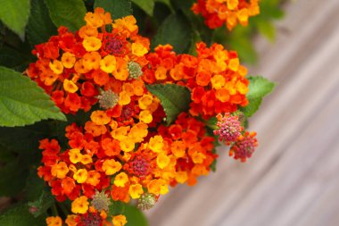 Bahçedeki güzel çiçekler