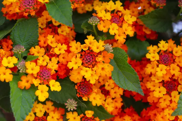 Çalıların turuncu çiçekleri, ahşap arka planda çiçekler. 