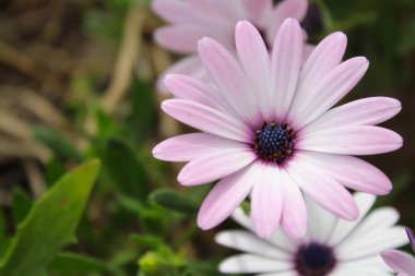 Bahçe bahçesinde yetişen güzel çiçekler güneşli yaz gününde, narin açık mor çiçekler yeşil arka planda.