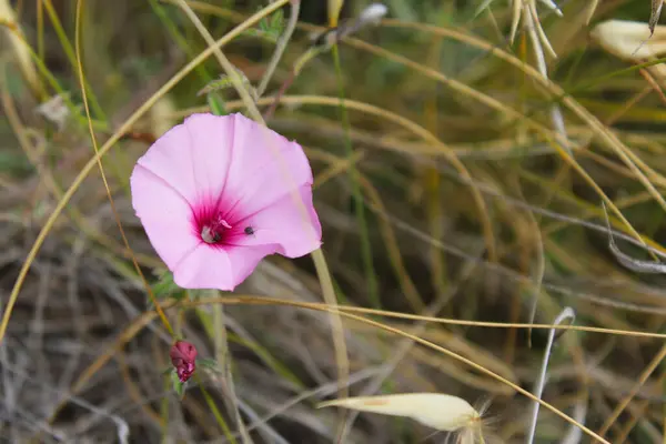 Цветок Поле Среди Сухой Травы Природы Флоры — стоковое фото