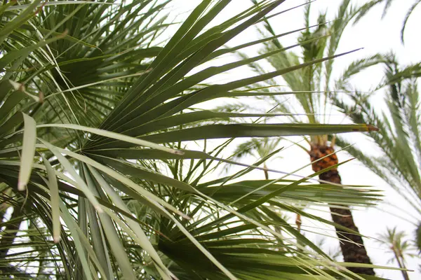 Folhas Palmeira Folhagem Tropical Folha Palmeira Folhas Palmeira — Fotografia de Stock