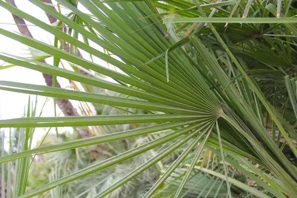 Folhas Palmeira Folhagem Tropical Folha Palmeira Folhas Palmeira — Fotografia de Stock
