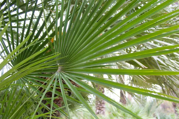 Пальмовые Листья Тропическая Листва Пальмовый Лист Пальмовые Листья — стоковое фото