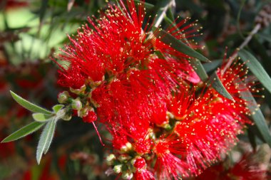 portre renkli çiçek