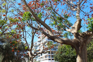 San Juan İspanya 'daki çarpık güzel dairelerin arka planında egzotik çiçek açan ağaç.