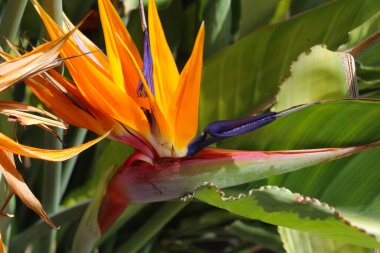 Tropikal çiçek, cennet kuşu