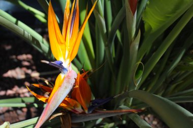 Tropikal çiçek, cennet kuşu