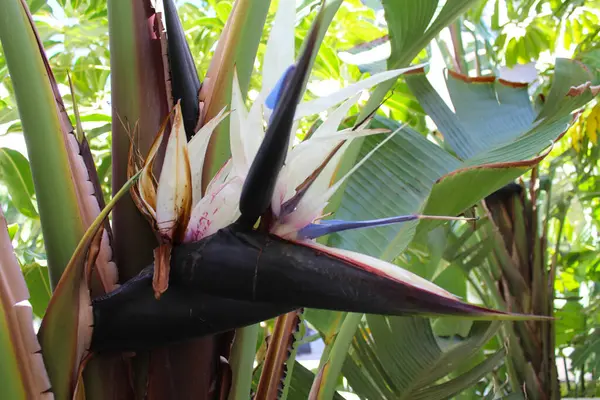 Bananenboom Natuur — Stockfoto