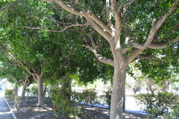 夏天的城市公园的树木 — 图库照片