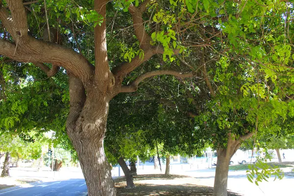 在公园里的绿树 — 图库照片