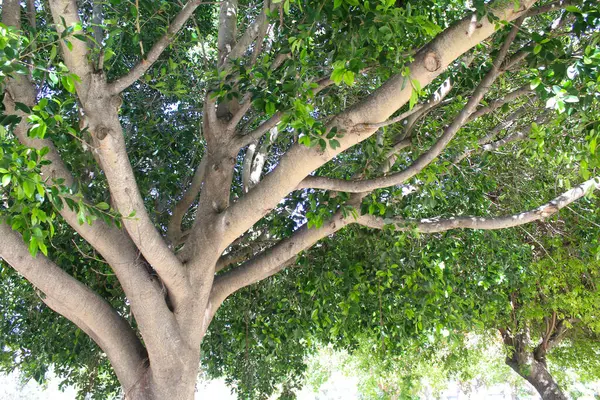公园里的树 作为背景的照片 数字图像 — 图库照片
