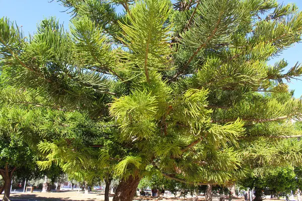 公园里的松树 — 图库照片