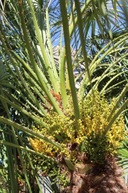 palmiye ağacı İspanya