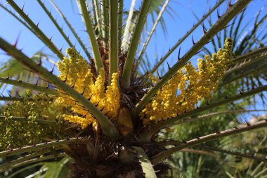 Bir çiçeğe yaklaş.