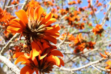 Güzel botanik çekimi, doğal desen.