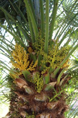 Güzel bir tropikal çiçeğe yakın çekim