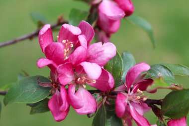 Bahçedeki güzel pembe çiçekler